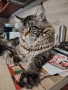 Уникални котенца Мейн кун , снимка 10