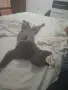 Подарява женска котка, снимка 5
