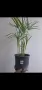 Водна палма, циперус, cyperus alternifolius Big form, снимка 4