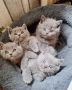 Британски късокосмести котета, снимка 1