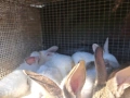 Продава зайци, снимка 5