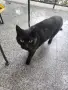 Черно коте, около 3г, снимка 1