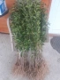 Жив плет, Лигуструм, снимка 1