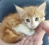 Подарявам котенца , снимка 7