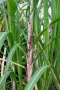 Захарна тръстика (Saccharum officinarum) – екзотично растение, снимка 3