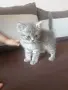 Британско правоухо момче, снимка 1