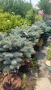 Глаука глобоза Glauca globosa, снимка 1