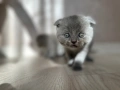 Шотландски клепухи , снимка 7