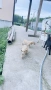 Продавам кученце Английски кокер шпаньол, снимка 3