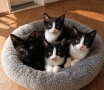 Подарявам котенца, снимка 1