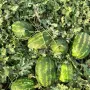 Продава Дини на едро - сорт Арашан и Каристан, снимка 2