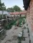 Malinova Belgiska Ovcarka, снимка 2