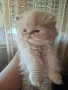 Уникални персийски котенца , снимка 8