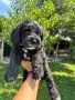 Кавапу & Cavapoo, снимка 9