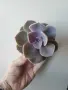 Ешеверия, echeveria Perle von nurnberg, снимка 5