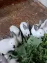Калифорнийски зайчета, снимка 1