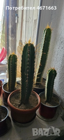 Trichocereus Peruvianus / San Pedro / Кактус, снимка 2 - Градински цветя и растения - 54205725