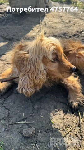 Кокер шпаньол, снимка 2 - Кокер шпаньол - 54089268