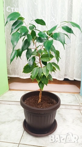 бял Бенджамин, Бегония , Хлорофитум 