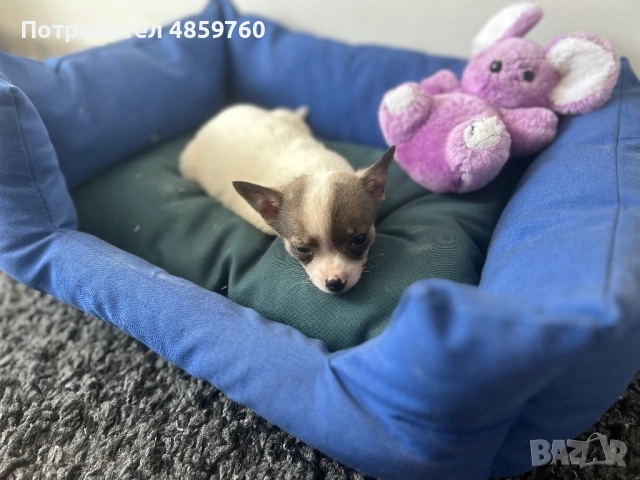 Продавам бебе Чихуахуа , снимка 2 - Чихуахуа - 54946959