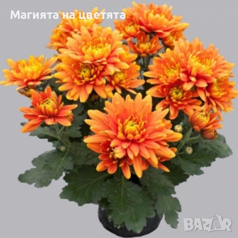 Хризантема Кайман оранжева