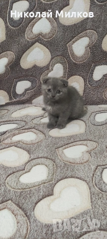 Британски котета , снимка 6 - Британска късокосместа - 54335462