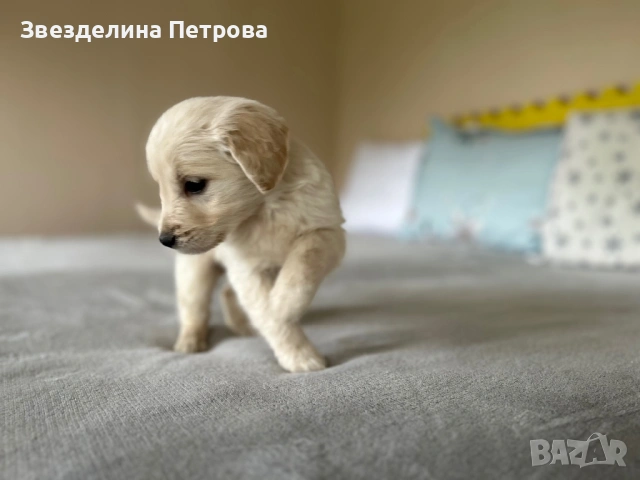 ГОЛДЪН РЕТРИВЪР, снимка 6 - Голдън ретривър - 54084435