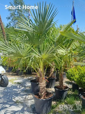 Палми Трахикарпус , Trachycarpus fortunei