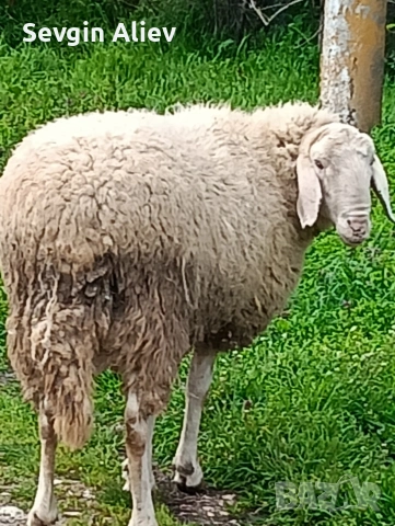 Продавам коч, снимка 4 - Овце - 54302550