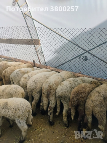 свободни Агнета , снимка 2 - Овце - 54329132