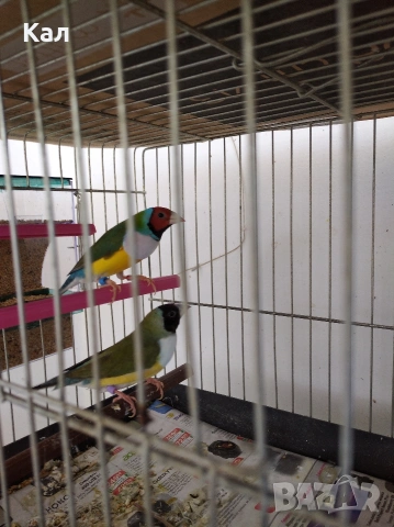 Гулдуви амадини, снимка 5 - Амадини - 54310303