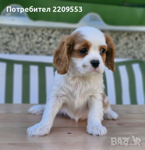 Кавалер Кинг Чарлз Шпаньол, снимка 10 - Кавалер кинг чарлз шпаньол - 54890167