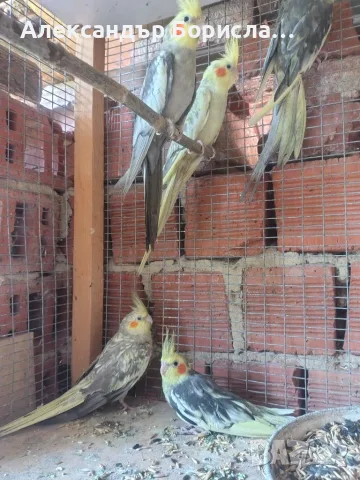  Папагали Корела, снимка 8 - Папагали - 55571482