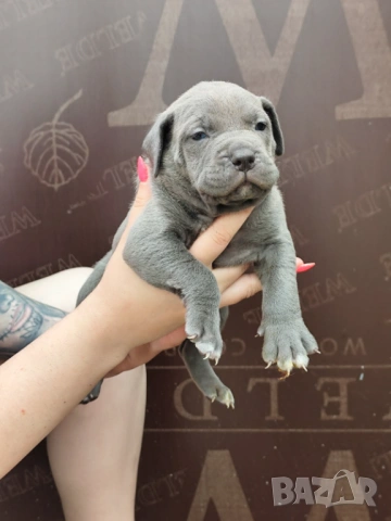 Американско Були Хл American bully Xl ABKC , снимка 16 - Други - 54806076