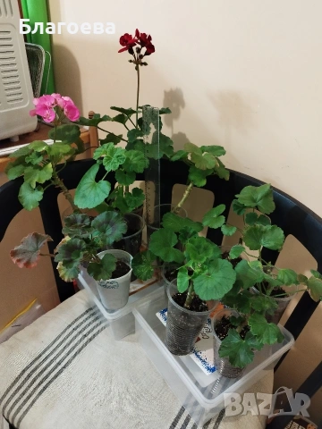 Мушкато - 7 цвята 1.10 € и 1.50 €