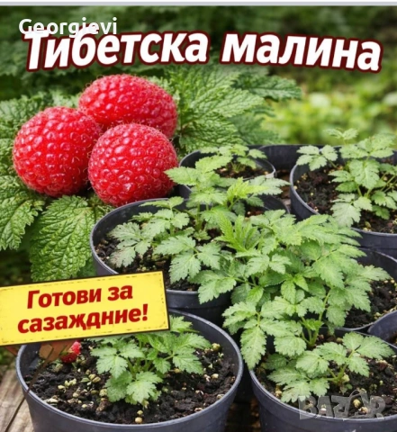 Ягодова малина, снимка 3 - Разсади - 54574696