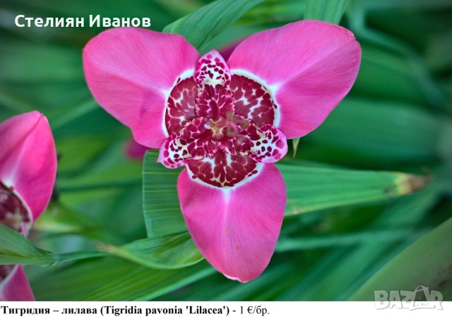 Тигридия – лилава (Tigridia pavonia ‘Lilacea’) - луковици