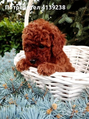 Той Пудел Poodle toi , снимка 2 - Пудели - 54976284