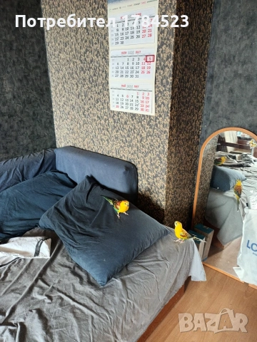Мъжки пойни папагали , снимка 12 - Папагали - 55251204