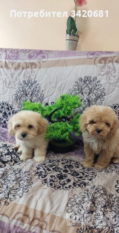 Малтипу , снимка 5 - Пудели - 54370460