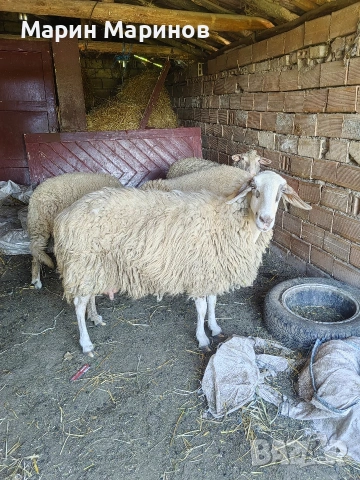 0888744848 3 брой женски 1 Мъжко , снимка 4 - Овце - 54563033