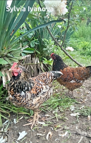 оплодени яйца от шведска цветна кокошка за люпене swedish flower hen, снимка 3 - Кокошки и пуйки - 55039175