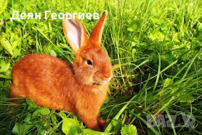 Продавам живи зайци - 7евро/кг