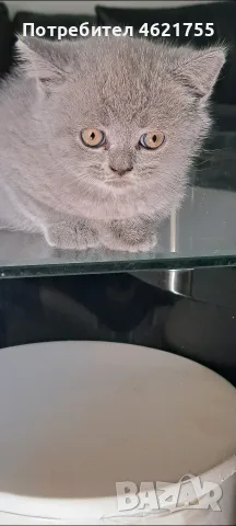 Британски котенца , снимка 6 - Британска късокосместа - 55332864