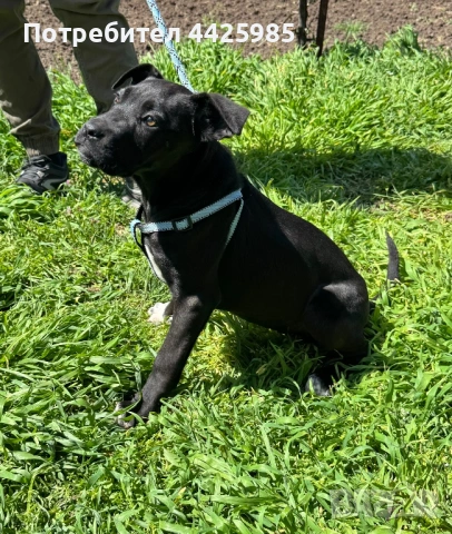 Cane Corso , снимка 5 - Кане корсо - 54327985