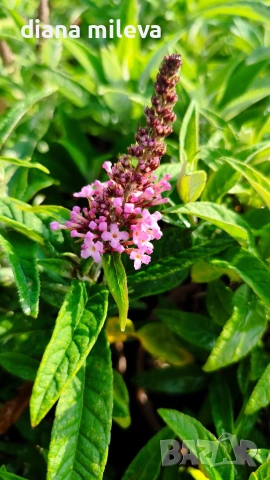 Будлея Розова наслада, Buddleja Pink Delight, снимка 5 - Градински цветя и растения - 55038192