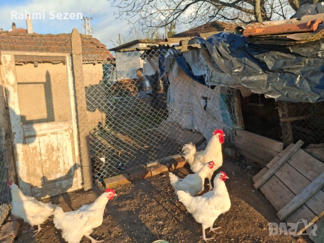 Разплодни яйца 