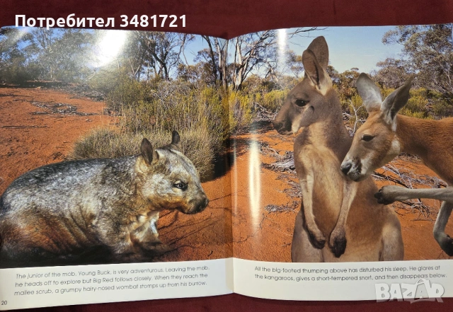Кенгурото. Фото-разказ / Living With the Mob, снимка 6 - Енциклопедии, справочници - 54167813