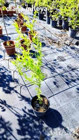 Къдрава върба ‘Тортуоса’, (Salix matsudana ‘Tortuosa’), снимка 14 - Градински цветя и растения - 53639320