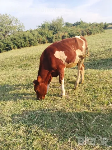 Продавам телета